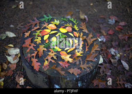 Un artistico e originale spirale colorata di rosso, marrone, giallo e verde Foglie di autunno su un moncone nella foresta, Roche Point Park, BC, Canada Foto Stock