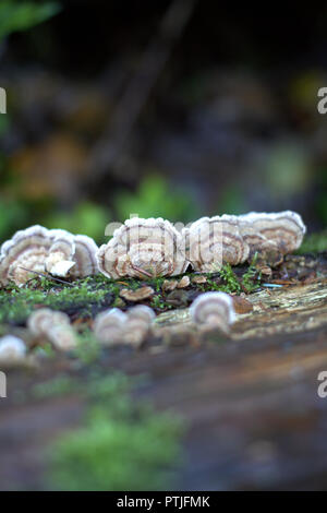 Un piccolo cluster di bianco, grigio e marrone turchia coda funghi medicinali su un morto moncone marrone coperto con moss nella foresta di Roche Point Park, BC Foto Stock