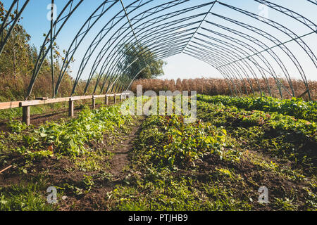 Giardino agriturismo a cadere fila di lattuga e di ravanello Foto Stock