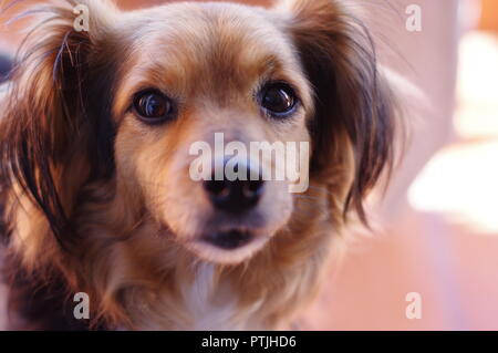 Simpatico cane giocoso ritratto con fuori fuoco sfondo Foto Stock