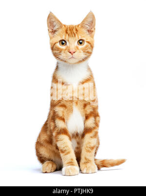 Adorabili ginger rosso tabby kitten seduta, curiosi e isolato su sfondo bianco. Foto Stock