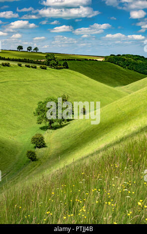 Fiori Selvatici e pezzata luce su Horsedale nel Yorkshire Wolds. Foto Stock