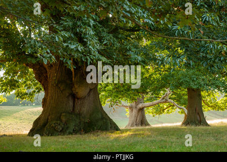 Tardo pomeriggio estivo in Petworth Park. Foto Stock