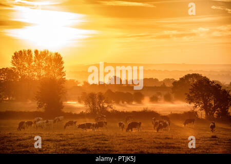 Il sole sorge su un campo di vacche su terreni agricoli vicino a Bradford-on-Avon nel Wiltshire come le temperature rimangono mite per ottobre. Foto Stock