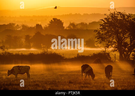 Il sole sorge su un campo di vacche su terreni agricoli vicino a Bradford-on-Avon nel Wiltshire come le temperature rimangono mite per ottobre. Foto Stock