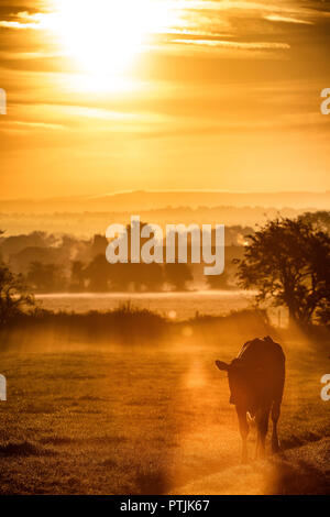 Il sole sorge su un campo di vacche su terreni agricoli vicino a Bradford-on-Avon nel Wiltshire come le temperature rimangono mite per ottobre. Foto Stock