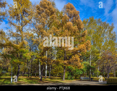 Accogliente angolo del Parco in autunno con il banco sotto betulle, larici e rowan tree con grappoli di bacche rosse a bright giornata di sole Foto Stock