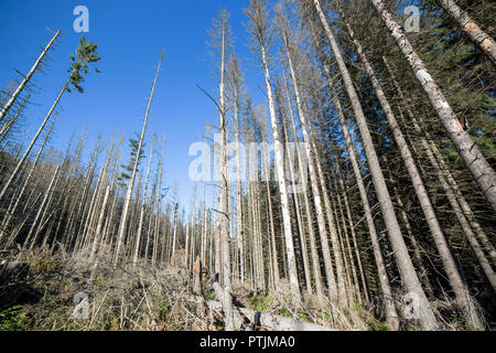 Foresta morta fotografia grandangolare. Alberi di pino dopo l inquinamento atmosferico e le piogge acide. Foto Stock
