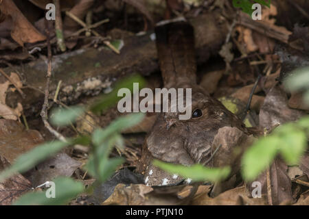 Un adulto Ocellated Poorwill (Nyctiphrynus ocellatus) seduta sullaparte superiore del suo nido sul suolo della foresta nella giungla peruviana. Foto Stock