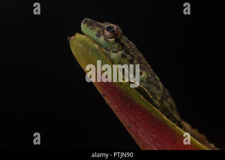 Una specie di scinax, snouted raganella, si siede su un fiore Heliconia nella foresta amazzonica a Madre de Dios, Perù. Foto Stock