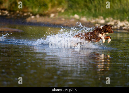 Border Collie inseguendo la palla gettate nel fiume a Andie Ranch Montana Foto Stock