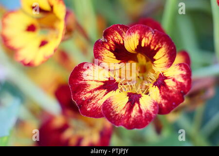 Tropaeolum majus. Nasturtium "Orchid fiamma' in fiore in un giardino inglese, estate, UK. Nasturtium è stato ritenuto fiore dell'anno 2019. Foto Stock