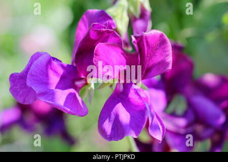 Lathyrus odoratus " Benvenuti a Yorkshire' pisello dolce e fiori che crescono in un giardino inglese, estate, REGNO UNITO Foto Stock