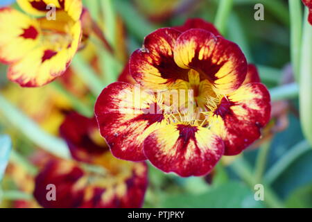 Tropaeolum majus. Nasturtium "Orchid fiamma' in fiore in un giardino inglese, estate, UK. Nasturtium è stato ritenuto fiore dell'anno 2019. Foto Stock