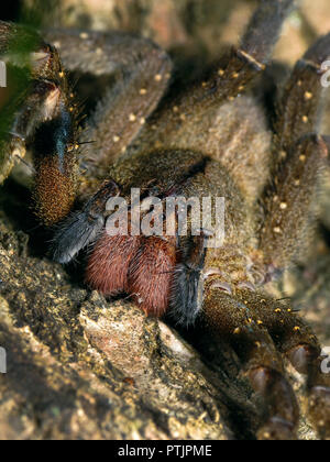 Macro verticale di un brasiliano errante, ragno Phoneutria nigriventer, noto anche come banana spider e aranha armadeira Foto Stock