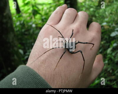 Big harvestman, un ragno superficialmente simili a ragni e con lo stesso nome comune del Daddy Long legs, essendo gestiti su un sfondo di foresta. Foto Stock