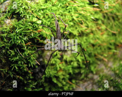 Macro di un orco di fronte spider (Deinopis) su verde muschio Foto Stock