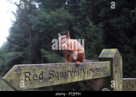 Scoiattolo rosso Sciurus vulgaris, mangiando una nocciola su uno scoiattolo rosso viewpoint sentiero pubblico segno post, Snaizeholme, vicino Hawes, Yorkshire Dales Nati Foto Stock