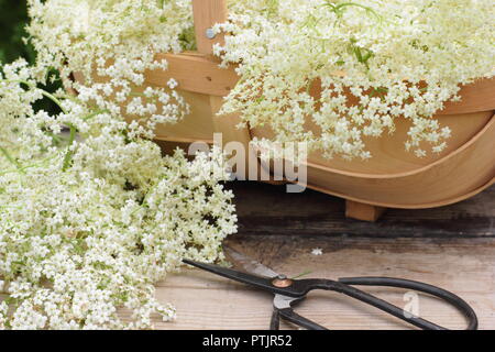 Sambucus nigra. Appena raccolto lâ Elderflower sbocciare in un cestino sul tavolo di legno, estate, England, Regno Unito Foto Stock