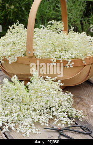 Sambucus nigra. Appena raccolto lâ Elderflower sbocciare in un cestino sul tavolo di legno, estate, England, Regno Unito Foto Stock