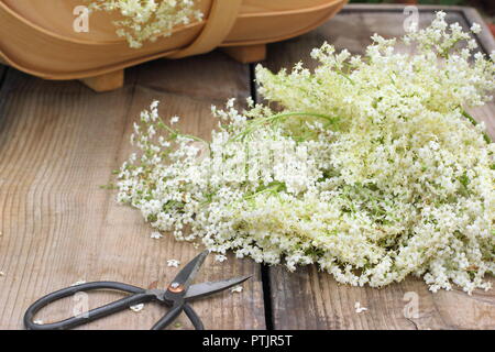 Sambucus nigra. Appena raccolto lâ Elderflower sbocciare in un cestino sul tavolo di legno, estate, England, Regno Unito Foto Stock