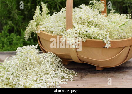 Sambucus nigra. Appena raccolto lâ Elderflower sbocciare in un cestino sul tavolo di legno, estate, England, Regno Unito Foto Stock