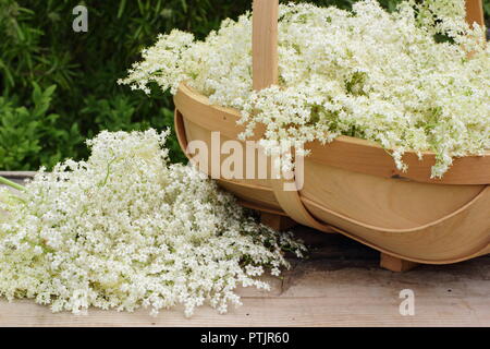 Sambucus nigra. Appena raccolto lâ Elderflower sbocciare in un cestino sul tavolo di legno, estate, England, Regno Unito Foto Stock