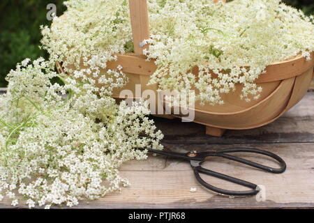 Sambucus nigra. Appena raccolto lâ Elderflower sbocciare in un cestino sul tavolo di legno, estate, England, Regno Unito Foto Stock