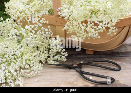 Sambucus nigra. Appena raccolto lâ Elderflower sbocciare in un cestino sul tavolo di legno, estate, England, Regno Unito Foto Stock