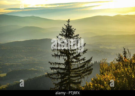 Un grande pino contro lo sfondo delle montagne Karkonosze in Polonia, un paesaggio di montagna. Foto Stock