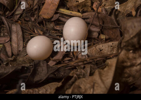 Le uova di un nightjar, nighthawk, o specie poorwhill sul terreno. Nido non è costruito, invece le uova sono depositati nel mezzo di figliata di foglia. Foto Stock