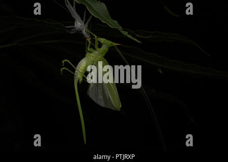 Un conehead katydid che ha appena versato il suo vecchio esoscheletro al fine di crescere è ora sospesa al di sotto di esso aria di essiccazione e tempra. Foto Stock