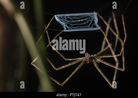 Una fusione netto spider (Deinopis sp.), si siede a mano, pronta per la cattura di qualsiasi insetto che provengono da con il suo web modificati. Foto Stock