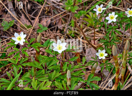 Anemoni di legno crescente sul campo da parte della foresta in primavera. Foto Stock