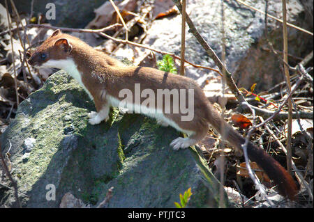 Almeno donnola (Mustela nivalis) in piedi sulla roccia in un sole. Marrone e bianco pelliccia donnola con una lunga coda. Foto Stock