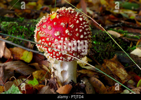 Carino red fly agaric in attesa di ottenere raccolti nei boschi. Uno dei funghi velenosi che sembrano davvero deliziosi. Foto Stock