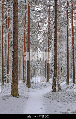 Bella giornata invernale nella foresta, la neve fresca sugli alberi. Alberi coperti di neve bianca. Foto Stock