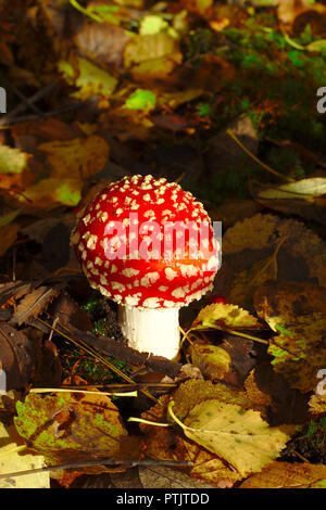 Rosso brillante fly agaric nella foresta. Può causare una malattia o anche la morte quando viene mangiato. Foto Stock