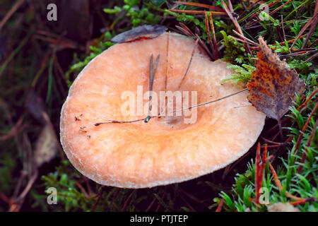 Un grande milkcap nella foresta di autunno. La stagione dei funghi è iniziata e bellissimi i funghi sono in attesa di boschi per ottenere selezionato Foto Stock