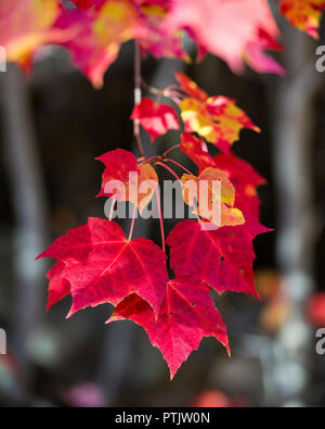 Foglie di autunno visualizzando le sue variopinte . Foto Stock