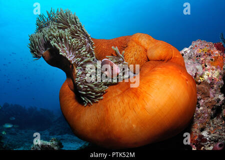 Amphiprion (Rosa anemonfish (Amphiprion perideraion)) è nuotare vicino alla sua casa anemone, Panglao, Filippine Foto Stock