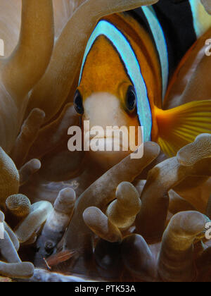 Pesce pagliaccio (Limanda clownfish (Ita) - Amphiprion clarkii (Lat)) e gamberetti che vivono all'interno di un anemone, Puerto Galera, Filippine Foto Stock