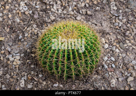 Close up di un verde rotondo cactaceae con picchi (Echinocactus grusonii Hildm) Foto Stock