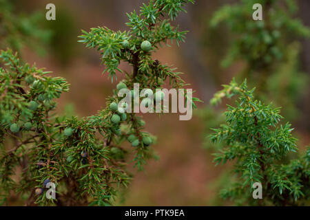 Green cespugli di ginepro con bacche nel nord della Finlandia forest Foto Stock