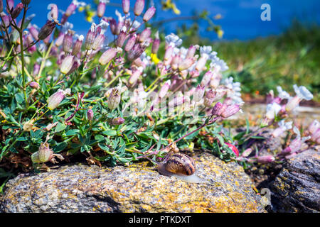 Snail strisciando su un hard rock texture in natura; marrone striato lumaca camminando sulle rocce in giornata piovosa, Brittany (Bretagne), Francia Foto Stock