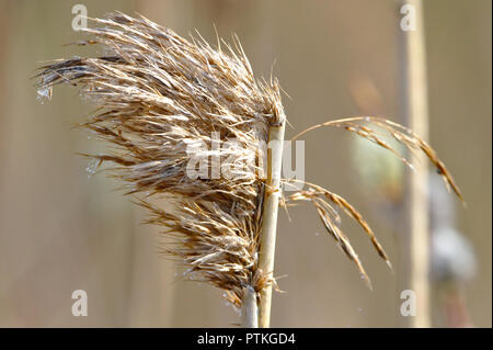 Fieno soffice isolato da sfondo sfocato. Foto Stock