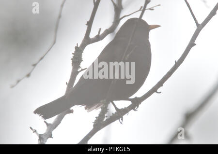 Merlo comune seduta sul ramo, inizio su nebbiosa mattina d'estate a sunrise. Silhouette dell'uccello visibile attraverso la nebbia di aria. Foto Stock