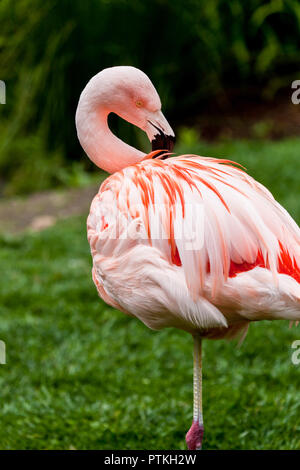 Flamingo in piedi su una gamba sola mentre preening si tratta di piume in erba Foto Stock