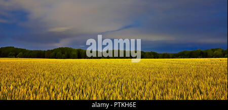 Ampia esposizione a lungo la foto del golden campo di raccolto sotto il blu scuro del cielo notturno. Foto Stock