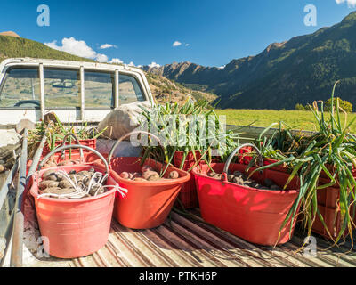 Camion carico di raccolta di patate biologiche e cipolle nel villaggio di Lignan, Valle d'Aosta, Nord-Ovest Italia Foto Stock